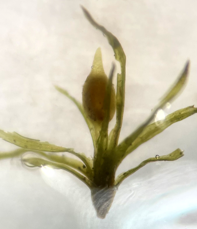 Weissia phascopsis